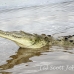 crocodile_american_tar_h_1118_cos2066.jpg